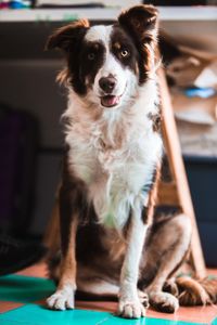 Close-up of dog