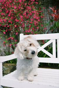 Close-up of white dog sitting on grass