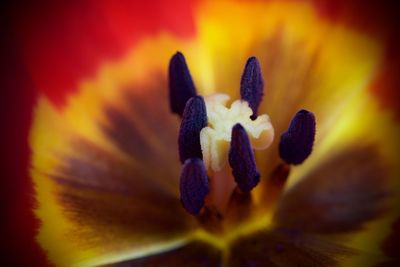 Close-up of purple flower