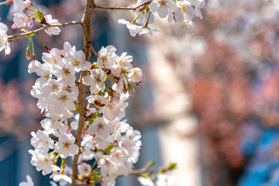 Close-up of white cherry blossom tree