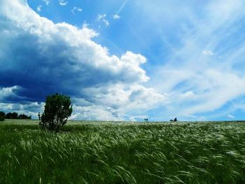 Scenic view of grassy field against sky