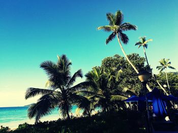 Low angle view of coconut palm trees against blue sky