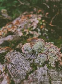 Close-up of lizard on tree