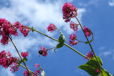 Low angle view of pink flowering plant against sky