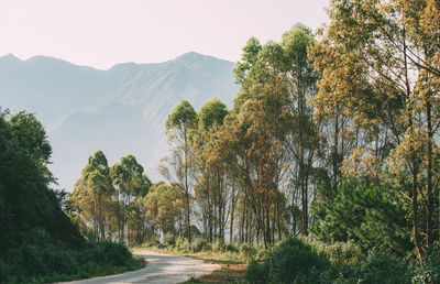Road amidst trees against sky