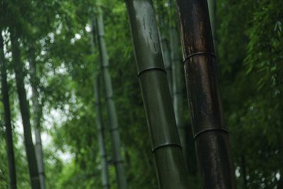 Close-up of bamboo trees in forest