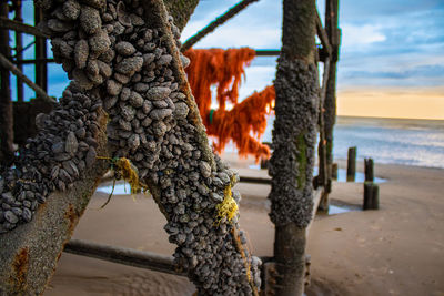 Close-up of fruits on beach