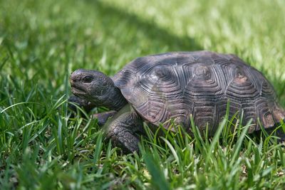 Close-up of a turtle on grass