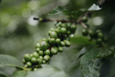 Close-up of berries growing on plant