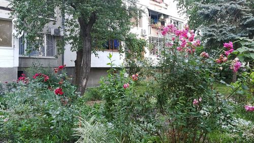 Flowering plants and trees in garden