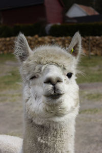 Winking alpaca