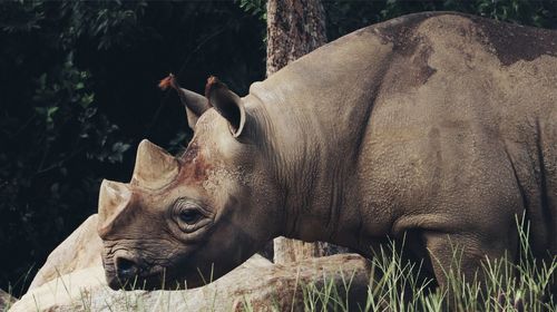 Rhino in a field