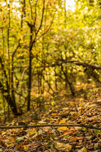 Trees in forest during autumn