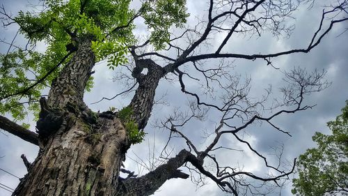 Low angle view of trees against sky
