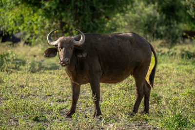 Side view of cow standing on field