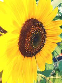 Close-up of sunflower