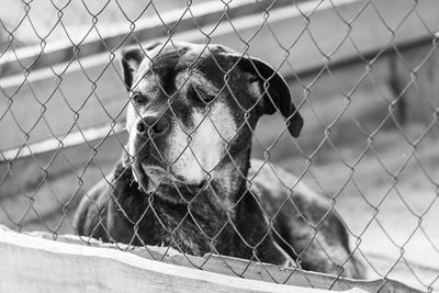 Close-up of dog looking through chainlink fence