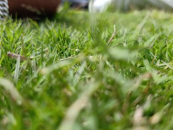 Close-up of grass growing on field