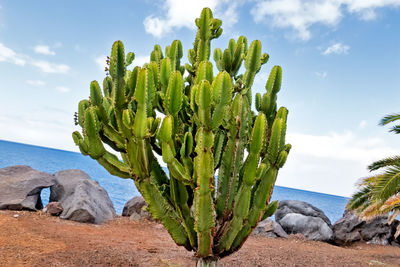 Plants growing on beach