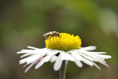 Close-up of bee pollinating on flower