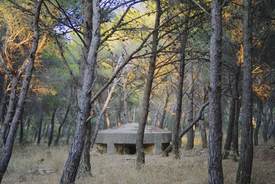 Trees in forest during autumn