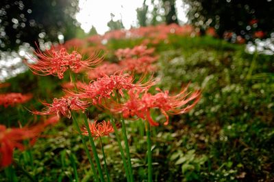 Close-up of red flowers