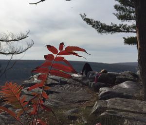 Close-up of red autumn tree against sky