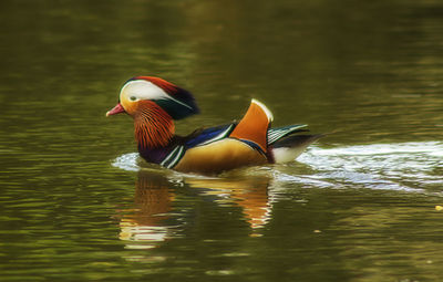 Duck swimming in lake