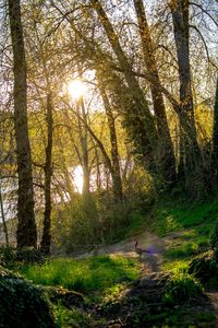 Sun shining through trees