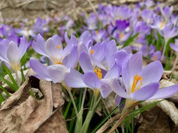 Close-up of purple crocus flowers on field