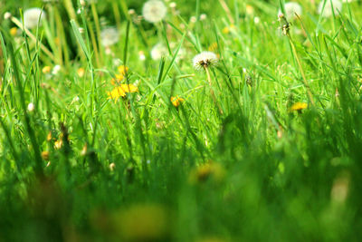 Close-up of grass growing on field