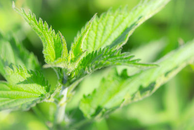 Close-up of fresh green leaves