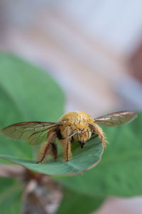 Close-up of spider