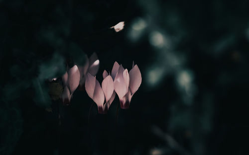 Close-up of pink flowering plant