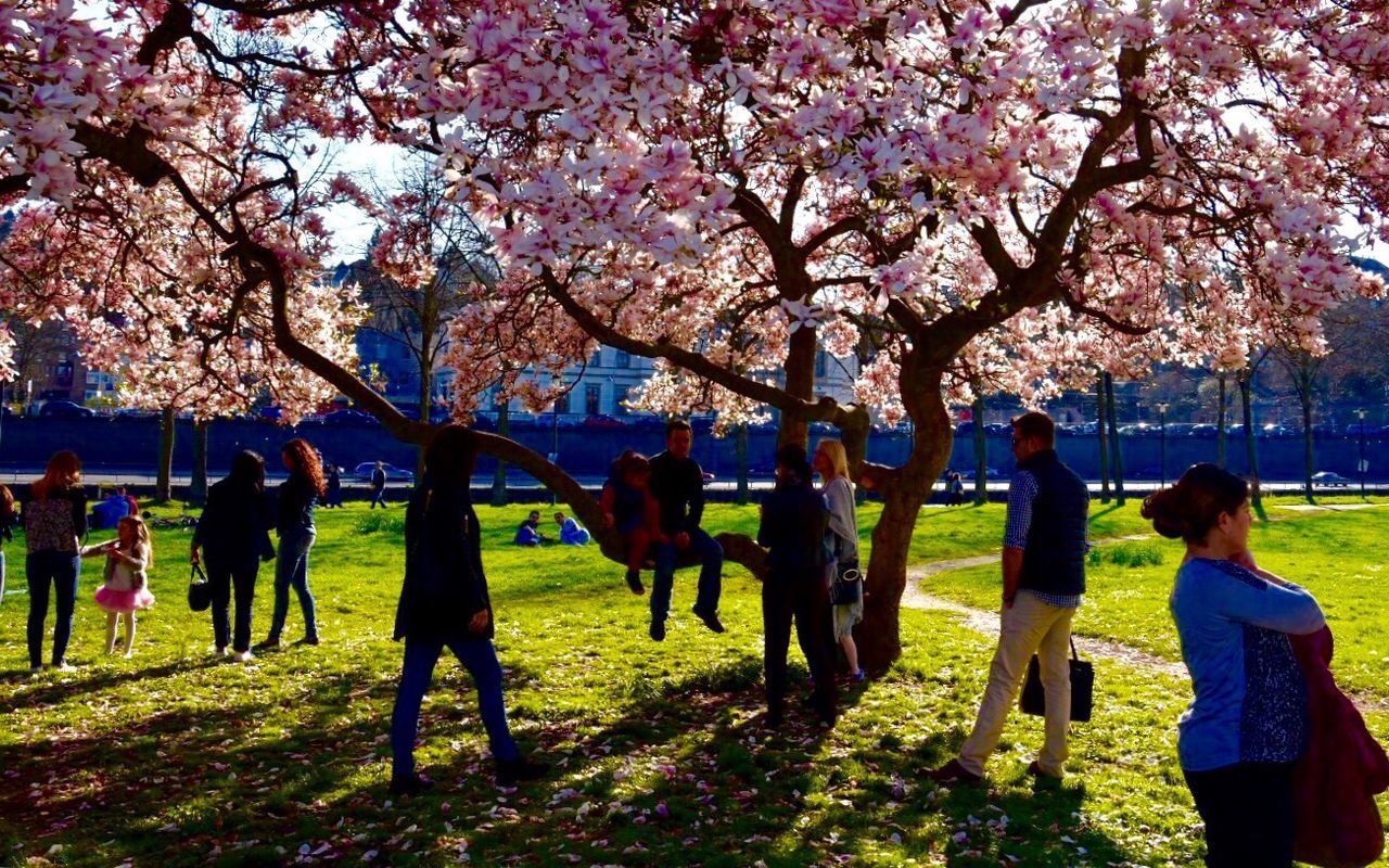 tree, large group of people, men, person, lifestyles, leisure activity, park - man made space, flower, growth, mixed age range, walking, freshness, cherry tree, togetherness, park, branch, medium group of people, cherry blossom, day