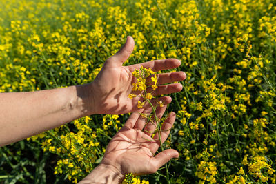 Cropped hand of man holding yellow flower