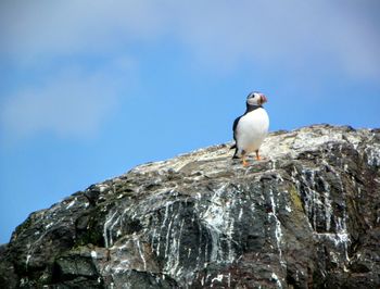 Atlantic puffin perching on rock