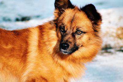 Close-up portrait of dog