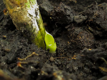 Close-up of moss growing on land