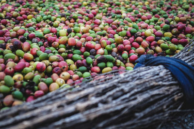 Close-up of multi colored fruits