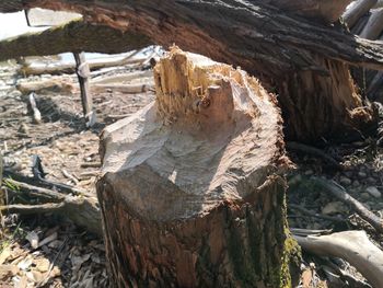 Close-up of driftwood on tree trunk in forest