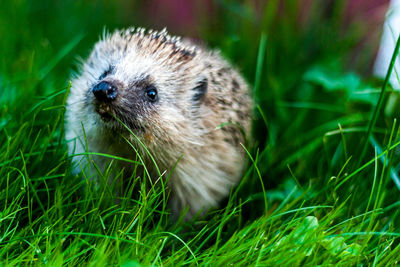 Close-up of hedgehog on field