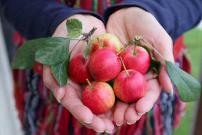 Heap of tiny fresh ripe crab apple fruits in woman's hand