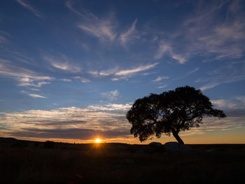 Silhouette tree on field against sky during sunset