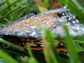 Close-up of snake on grass