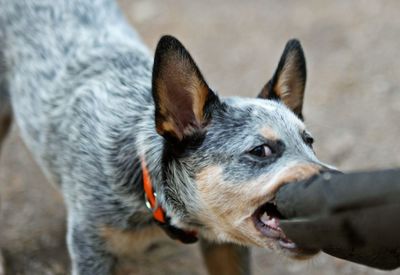 Close-up of dog looking away
