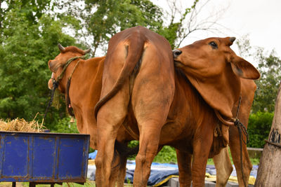 Horses in ranch