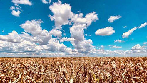 Scenic view of agricultural field against sky