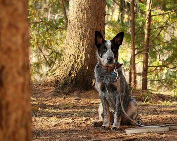 Obedient blue heeler puppy sits in the forest, alert and ready for the next command. what a good boy