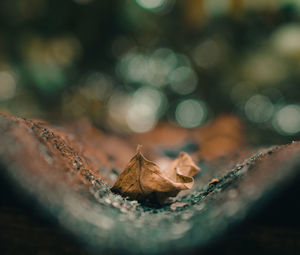 Fallen leaf. it features a fallen leaf that landed on a roof. shot with nikon d3400. 